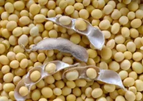 Soybean seeds 500 gm